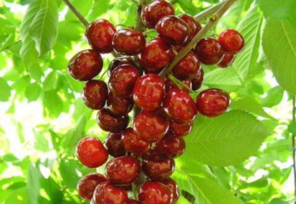 جميع أنواع الكرز العمودي تقريبًا مخصصة للزراعة في المناخات المعتدلة جميع أنواع الكرز العمودي تقريبًا مخصصة للزراعة في المناخات المعتدلة