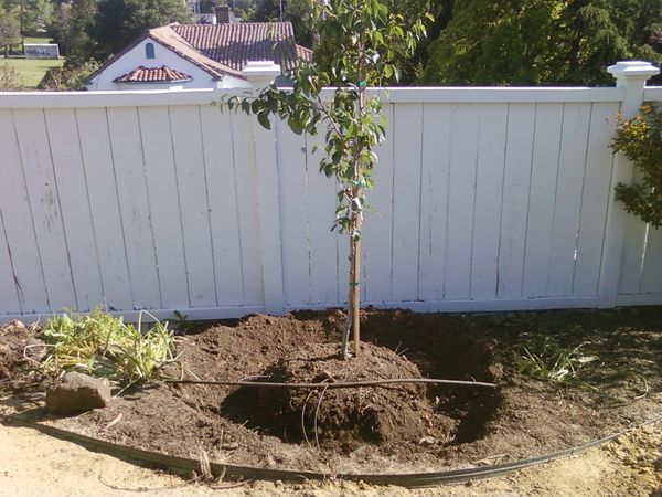 الشجرة المزروعة بشكل صحيح هي مفتاح النمو والتطور الناجح الشجرة المزروعة بشكل صحيح هي مفتاح النمو والتطور الناجح