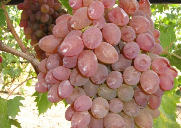 يُنتج صنف نوفوتشركاسكي غلة مستقرة. يُنتج صنف نوفوتشركاسكي غلة مستقرة.