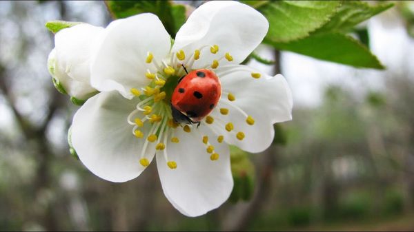 تبدأ الشتلة بالتفتح في عمر 9-10 سنوات تبدأ الشتلة بالتفتح في عمر 9-10 سنوات