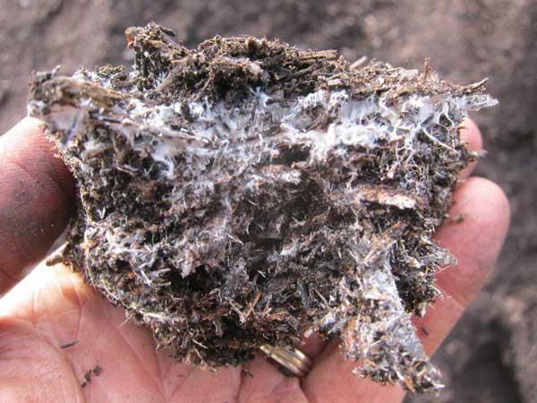 Hjemmelavet svampedyrkningsmedium Hjemmelavet svampedyrkningsmedium