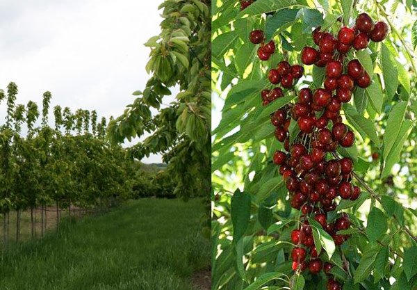 يتميز صنف الكرز ماليوتكا بالإنتاجية العالية يتميز صنف الكرز ماليوتكا بالإنتاجية العالية