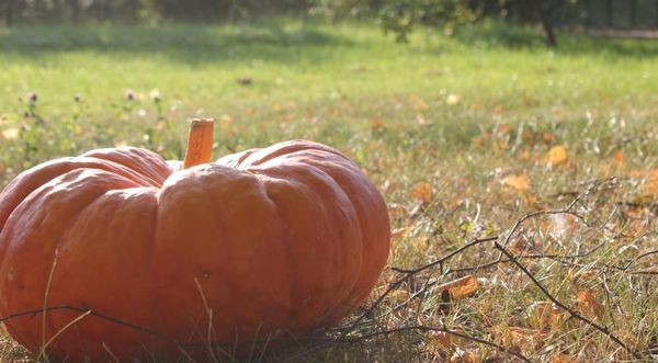 يمكن استخدام الفاكهة غير الناضجة في السلطات. يمكن استخدام الفاكهة غير الناضجة في السلطات.