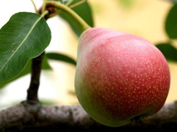 يتم الحصاد في أواخر الصيف أو أوائل الخريف. يتم الحصاد في أواخر الصيف أو أوائل الخريف.