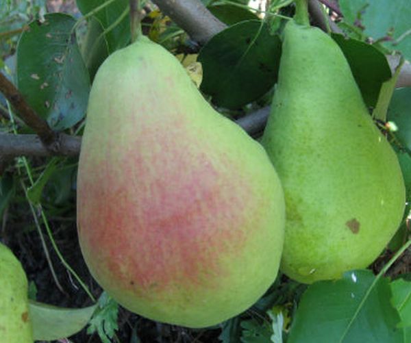 الكمثرى ليل هو صنف تم تطويره من قبل مربي سيبيريا. الكمثرى ليل هو صنف تم تطويره من قبل مربي سيبيريا.