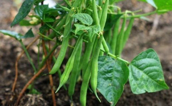 خلال موسم النمو، يتم تغذية الفاصوليا عدة مرات. خلال موسم النمو، يتم تغذية الفاصوليا عدة مرات.