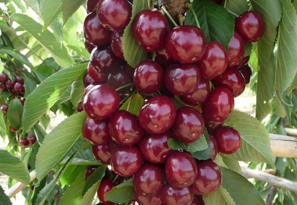 خلال أشهر الصيف، قد تتعرض الأشجار لهجوم المن. خلال أشهر الصيف، قد تتعرض الأشجار لهجوم المن.