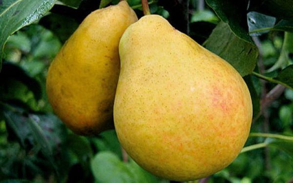 وفي خطوط العرض الجنوبية يصل وزن الثمرة إلى 500 غرام. وفي خطوط العرض الجنوبية يصل وزن الثمرة إلى 500 غرام.