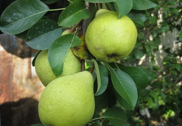 تتميز الكمثرى المفضلة بقدرتها على التكيف الجيدة. تتميز الكمثرى المفضلة بقدرتها على التكيف الجيدة.