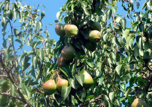 تتميز شجرة الكمثرى فافوريتكا بإنتاجية جيدة. تتميز شجرة الكمثرى فافوريتكا بإنتاجية جيدة.