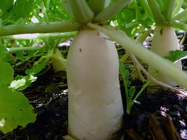 يعتبر الفجل الياباني من الخضروات التي لا تحتاج إلى عناية كبيرة. يعتبر الفجل الياباني من الخضروات التي لا تحتاج إلى عناية كبيرة.