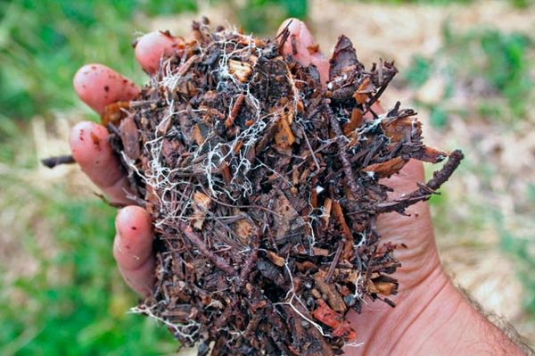 فطريات فطر البورسيني فطريات فطر البورسيني