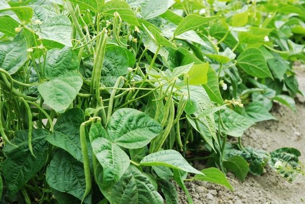 Zielona fasolka w ogrodzie Zielona fasolka w ogrodzie