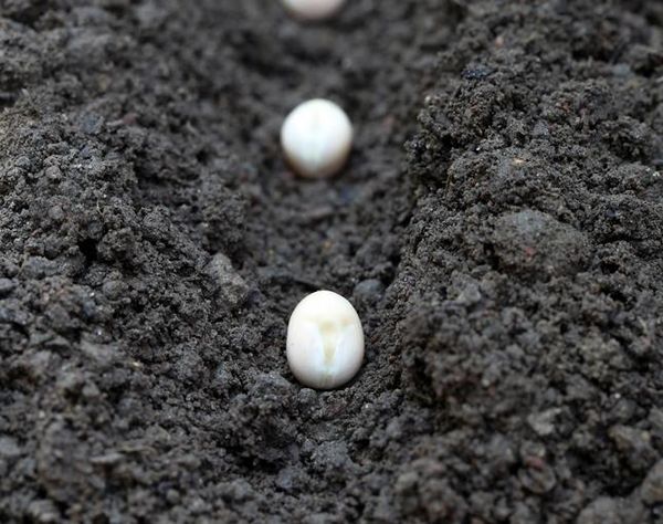 Wysiewanie nasion zielonej fasoli Wysiewanie nasion zielonej fasoli