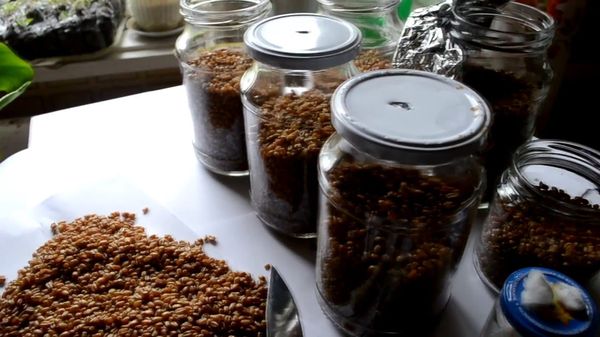 Myceliet dyrkes på korn Myceliet dyrkes på korn