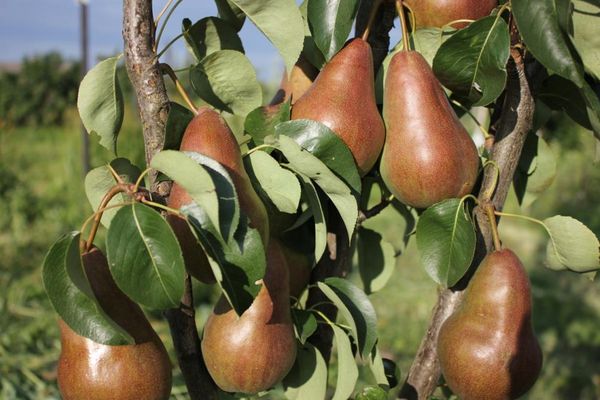 يصل وزن ثمار هذا الصنف إلى 250 غرامًا. يصل وزن ثمار هذا الصنف إلى 250 غرامًا.