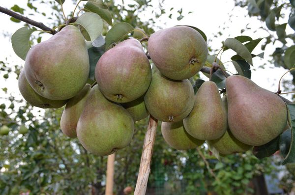 يمكن تخزين الثمار لمدة شهرين بعد الحصاد. يمكن تخزين الثمار لمدة شهرين بعد الحصاد.