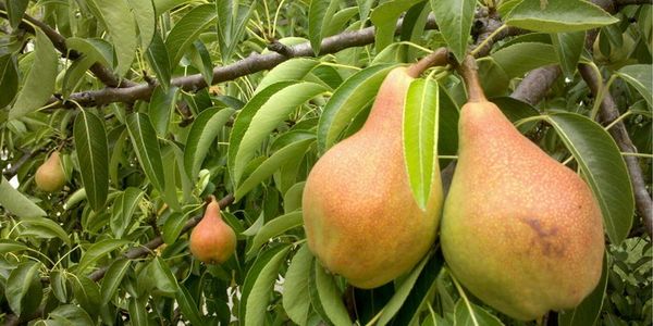 هذا النبات المعجزة يبقى على قيد الحياة حتى في درجات الحرارة المنخفضة التي تصل إلى -40 درجة مئوية. هذا النبات المعجزة يبقى على قيد الحياة حتى في درجات الحرارة المنخفضة التي تصل إلى -40 درجة مئوية.