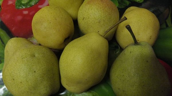 صنف الكمثرى بير هاردي صنف الكمثرى بير هاردي