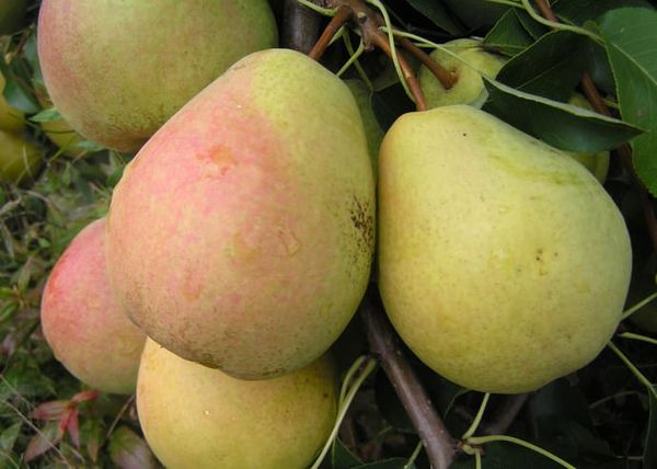 يصل الحد الأقصى لوزن ثمار فيليس إلى 180 جرامًا. يصل الحد الأقصى لوزن ثمار فيليس إلى 180 جرامًا.