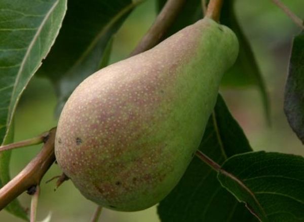 تنتج شجرة صنف Otechestvennaya ثمارها في السنة الرابعة بعد الزراعة. تنتج شجرة صنف Otechestvennaya ثمارها في السنة الرابعة بعد الزراعة.