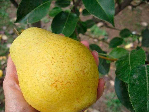 الكيفر هو هجين من الكمثرى الرملية الصينية. الكيفر هو هجين من الكمثرى الرملية الصينية.