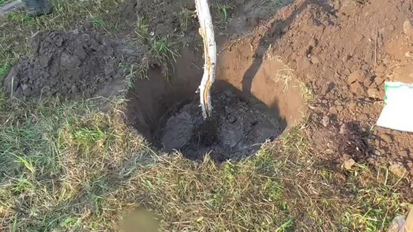 تعتبر الفترة المثالية لزراعة شتلة الكمثرى هي أوائل الربيع. تعتبر الفترة المثالية لزراعة شتلة الكمثرى هي أوائل الربيع.