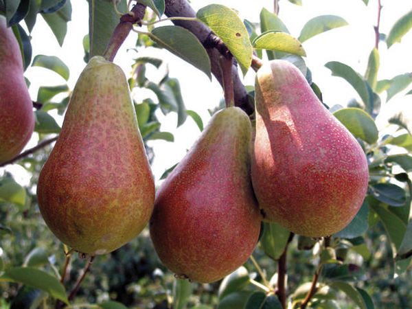 صنف الكمثرى العمودي كارمن صنف الكمثرى العمودي كارمن