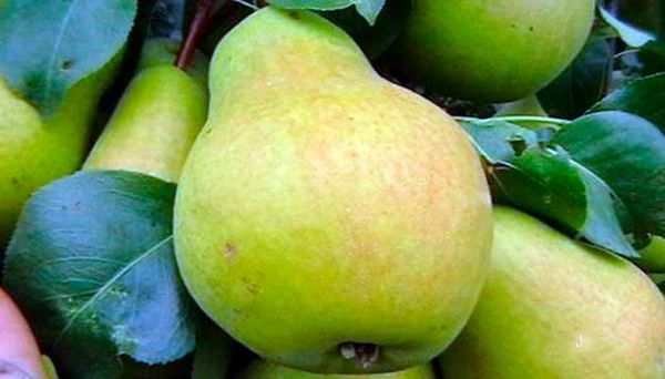 حلم الخريف هو صنف هجين حلم الخريف هو صنف هجين