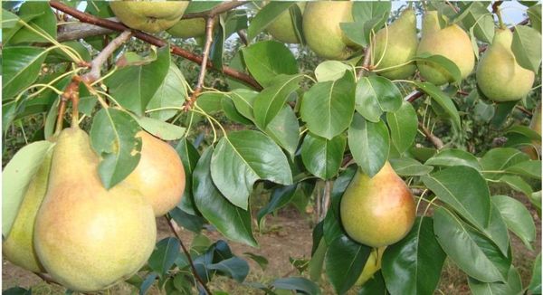 الكمثرى Skorospelka من ميشورينسك الكمثرى Skorospelka من ميشورينسك