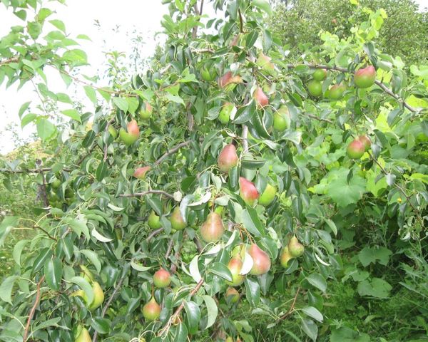 هذا الصنف من الكمثرى ليس عرضة للأمراض. هذا الصنف من الكمثرى ليس عرضة للأمراض.