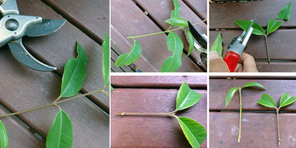 ينصح بإكثار النبات بالعقل. ينصح بإكثار النبات بالعقل.