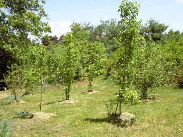 ينصح بزراعة الكمثرى في مكان مشمس. ينصح بزراعة الكمثرى في مكان مشمس.