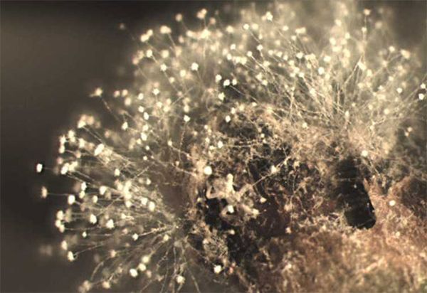 يمكن تحضير جراثيم الفطر في المنزل يمكن تحضير جراثيم الفطر في المنزل