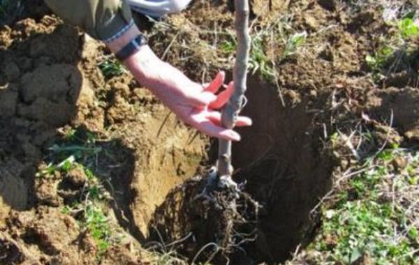 Kolonne pæresorter er velegnede til små områder. Kolonne pæresorter er velegnede til små områder.