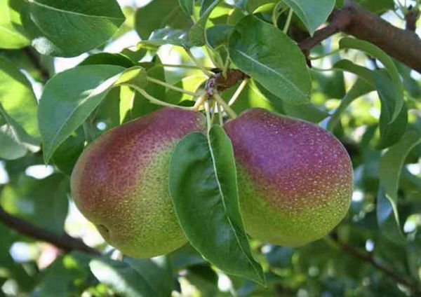 يعتبر صنف التراوت من أكثر الأنواع عطرية يعتبر صنف التراوت من أكثر الأنواع عطرية