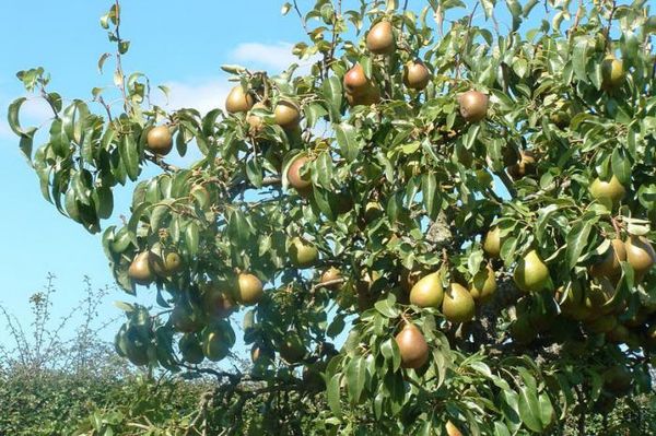 تعتبر شجرة الكمثرى الرخامية سهلة العناية. تعتبر شجرة الكمثرى الرخامية سهلة العناية.