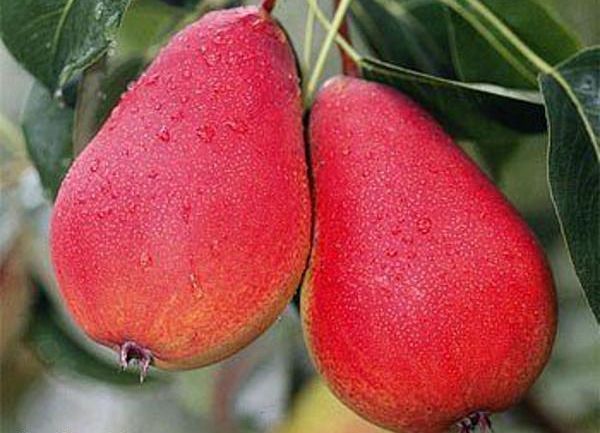 يتميز هذا الصنف بإثمار عالي باستمرار يتميز هذا الصنف بإثمار عالي باستمرار