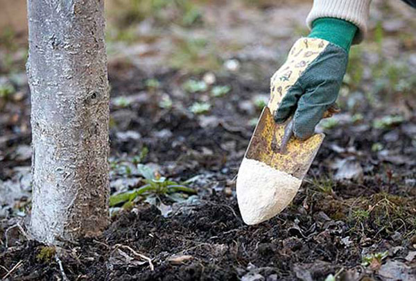 تسميد النباتات بالأسمدة المعقدة في الربيع تسميد النباتات بالأسمدة المعقدة في الربيع