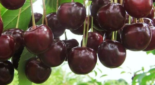 حلوى الكرز Volzhskaya متنوعة حلوى الكرز Volzhskaya متنوعة