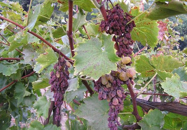 ذبول الفيراسيليوم هو مرض فطري. ذبول الفيراسيليوم هو مرض فطري.