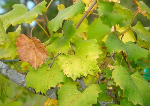 يؤثر نقص الأسمدة على حالة النبات يؤثر نقص الأسمدة على حالة النبات