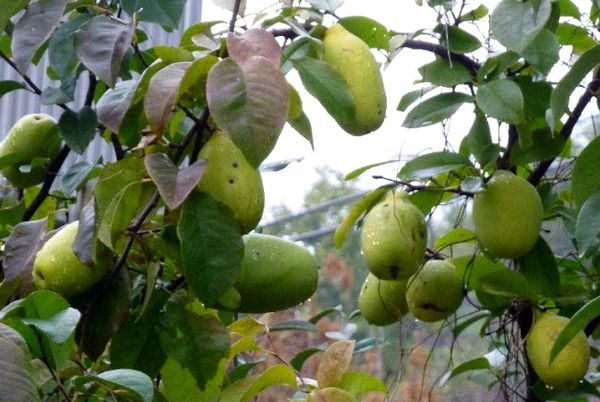 السفرجل الشائع هو نبات متواضع السفرجل الشائع هو نبات متواضع