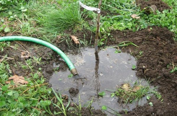 W okresie wzrostu morela potrzebuje obfitego podlewania. W okresie wzrostu morela potrzebuje obfitego podlewania.