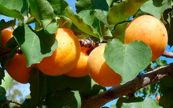 في شبه جزيرة القرم، يبدأ موسم المشمش مبكرًا. في شبه جزيرة القرم، يبدأ موسم المشمش مبكرًا.