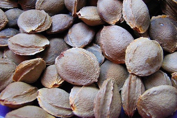 Przed sadzeniem nasiona moreli należy zahartować. Przed sadzeniem nasiona moreli należy zahartować.