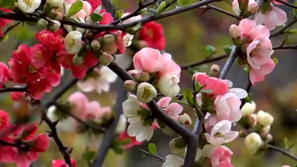 أثناء فترة الإزهار، يحتاج السفرجل إلى الري بكثرة. أثناء فترة الإزهار، يحتاج السفرجل إلى الري بكثرة.