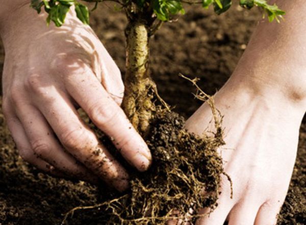 زراعة السفرجل لا تختلف كثيرا عن زراعة شجرة التفاح. زراعة السفرجل لا تختلف كثيرا عن زراعة شجرة التفاح.