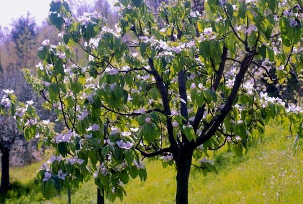 تم حتى الآن تربية أكثر من 20 نوعًا من السفرجل. تم حتى الآن تربية أكثر من 20 نوعًا من السفرجل.