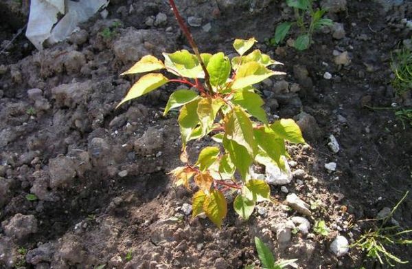 Morele zaleca się przesadzać do gruntu wiosną. Morele zaleca się przesadzać do gruntu wiosną.